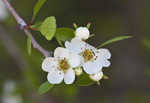 Sandhill hawthorn